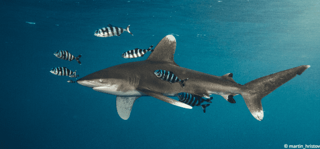 Carcharhinus longimanus