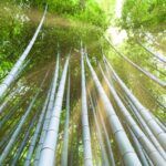 La floraison synchrone du bambou, un mystère inexpliqué