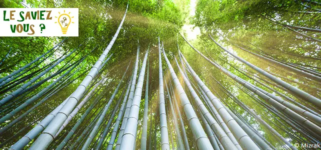La mystérieuse floraison simultanée du bambou