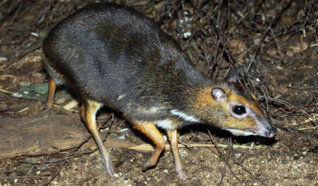 Tragulus nigricans