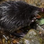 Le desman des Pyrénées