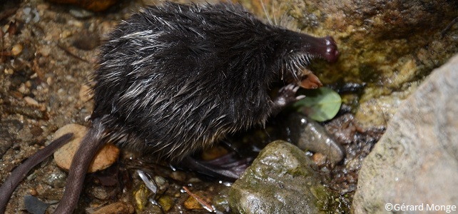 Desman des Pyrénées