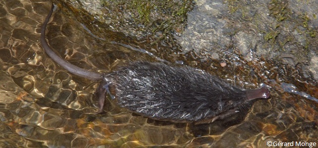 Desman des Pyrénées dans l'eau