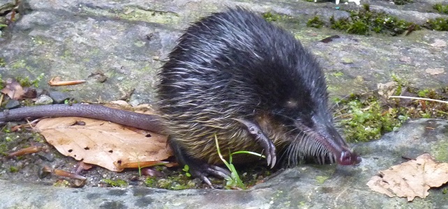 Desman des Pyrénées ou rat-trompette