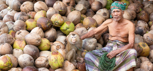 singe et noix de coco