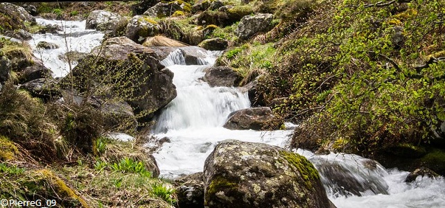 Le desman des Pyrénées vit près des cours d'eau avec du courant