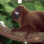 A Madagascar, la crise aggrave la situation déjà critique des lémuriens