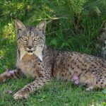 Le lynx ibérique en passe de retomber sur ses pattes