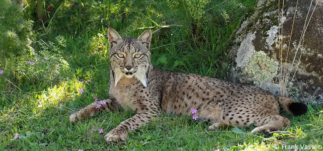 Lynx ibérique ou pardelle