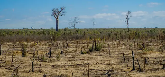 Déforestation à Madagascar