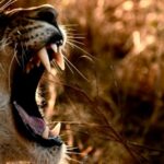 L’Afrique du Sud interdira bientôt les fermes d’élevage de lions