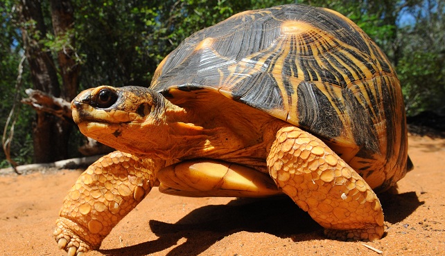 Tortue rayonnée ou étoilée Astrochelys radiata