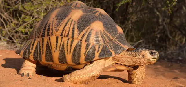 Cette tortue est emblématique de Madagascar. 