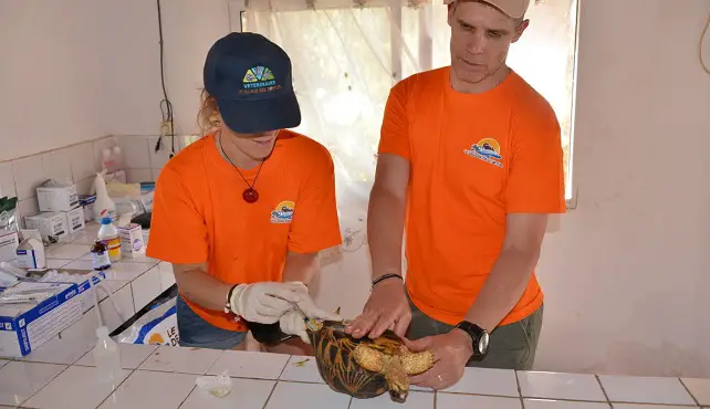 Soins aux tortues rayonnées Madagascar