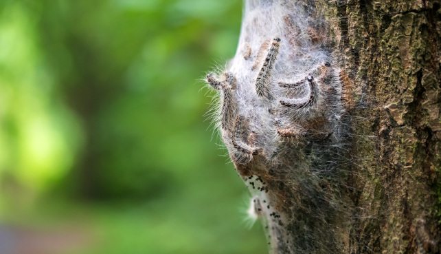 nid chenille processionnaire