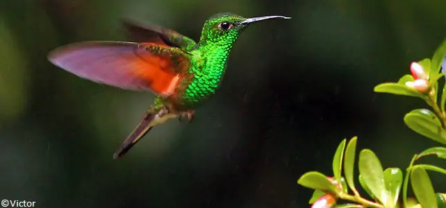 Les colibris ne vivent pas en France métropolitaine à l'état naturel
