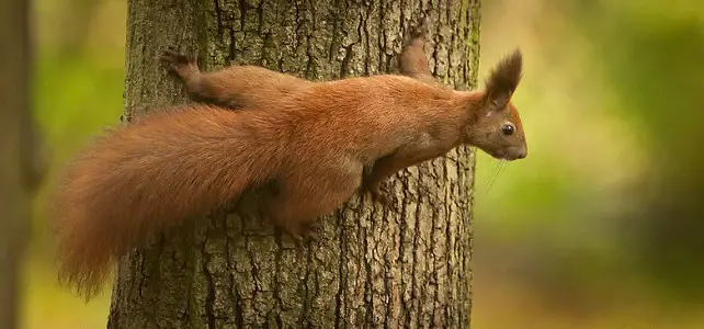 Etranges dégâts aux troncs d'arbres: qui aurait pensé à l'écureuil ?