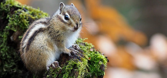 Écureuil de Corée (Tamias sibiricus)