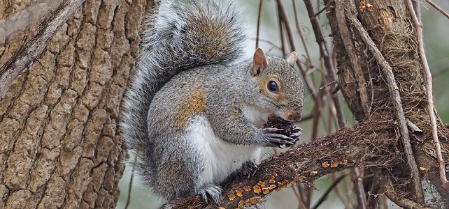 Écureuil gris d'Amérique (Sciurus carolinensis)