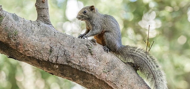 Écureuil de Pallas (Callosciurus erythraeus)