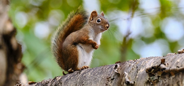 Écureuil roux d’Amérique (Tamiasciurus hudsonicus)