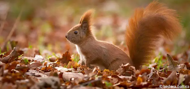 Écureuil roux eurasien