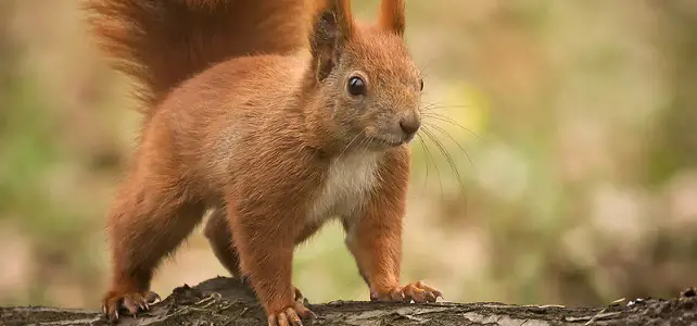 Écureuil roux d'Europe