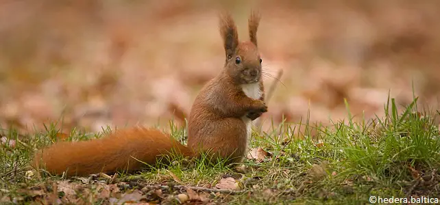 Écureuil roux, petit mammifère de France