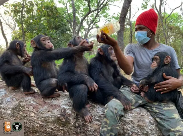 groupes de chimp projet primates