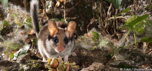 Le lérot, petit animal cousin du loir et rongeur nocturne