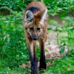 L’urine du loup à crinière sent la marijuana