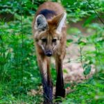 L’urine du loup à crinière sent la marijuana