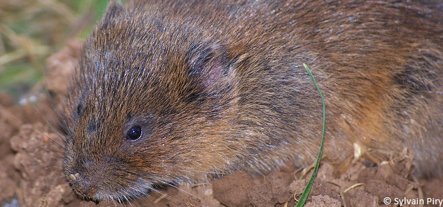 Le campagnol terrestre, aussi appelé rat taupier