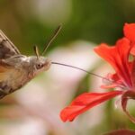 Vu dans nos jardins, ce petit colibri est en fait un papillon