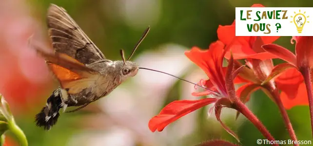 Le sphinx colibri, un papillon qui ressemble à l'oiseau mouche