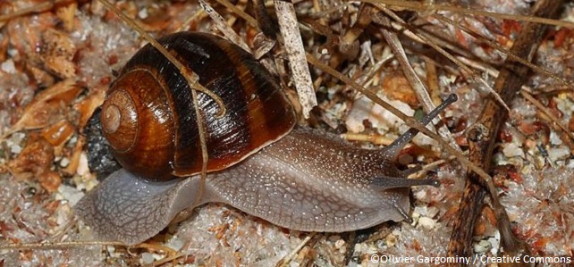 Les mollusques menacés de France