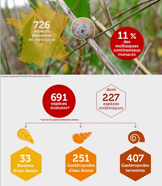 Les espèces de mollusques menacées en France