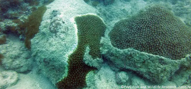 Une nouvelle maladie décime les coraux aux Caraïbes