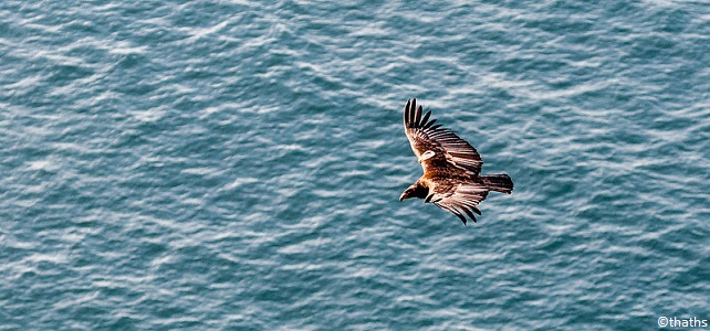 Condor de Californie