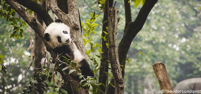 Panda géant au centre de recherche Chengdu