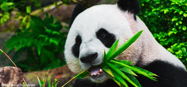 La Chine retire le panda géant de sa liste des animaux en danger