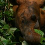 Un troisième sanctuaire pour tenter de sauver le rhinocéros de Sumatra