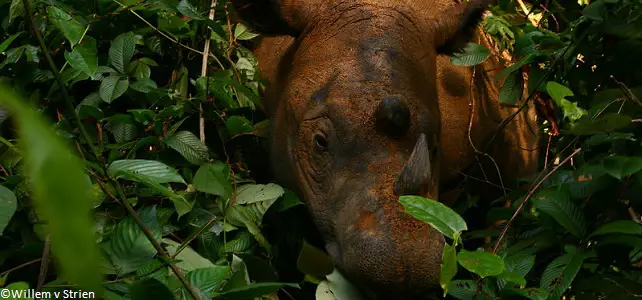 Bientôt un nouveau sanctuaire pour le rhinocéros de Sumatra ?