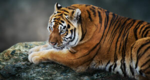 tigre allongé