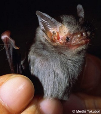 Chauve-souris bourdon (Craseonycteris thonglongyai)