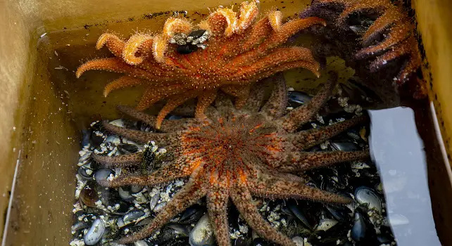 Elevage en captivité d'étoiles de mer tournesols en vue de les reproduire et les étudier