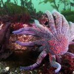 Le soleil de mer ou étoile de mer tournesol