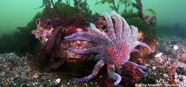 Etoile de mer tournesol ou soleil de mer