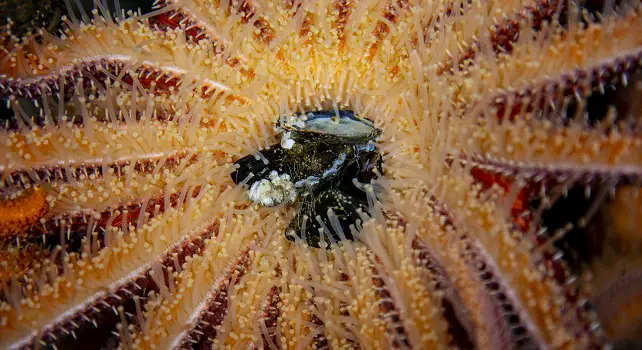 Etoile de mer tournesol en train de manger une moule