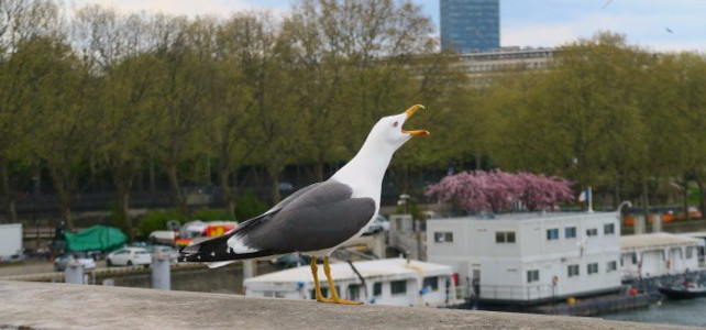 goeland pont paris